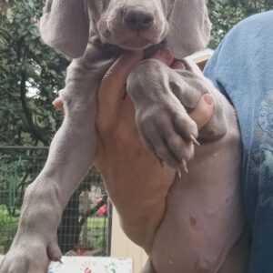 Weimaraners