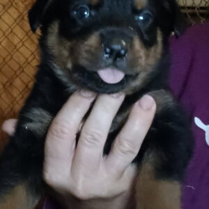 Rottweilers