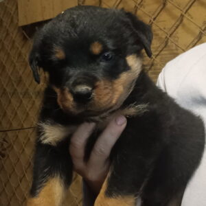 Rottweilers