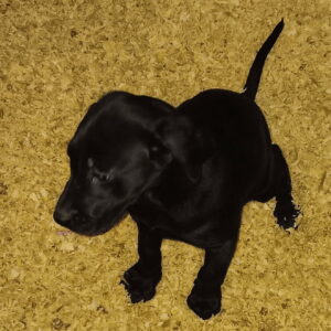 Labrador Retriever