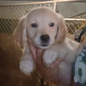 Golden Retrievers