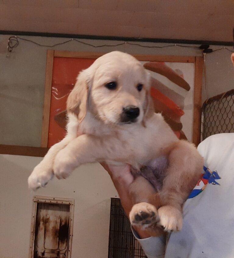 Golden Retrievers