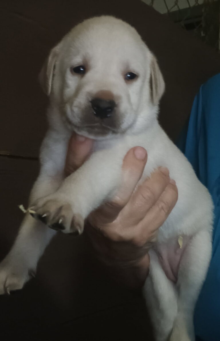 Labrador Retriever