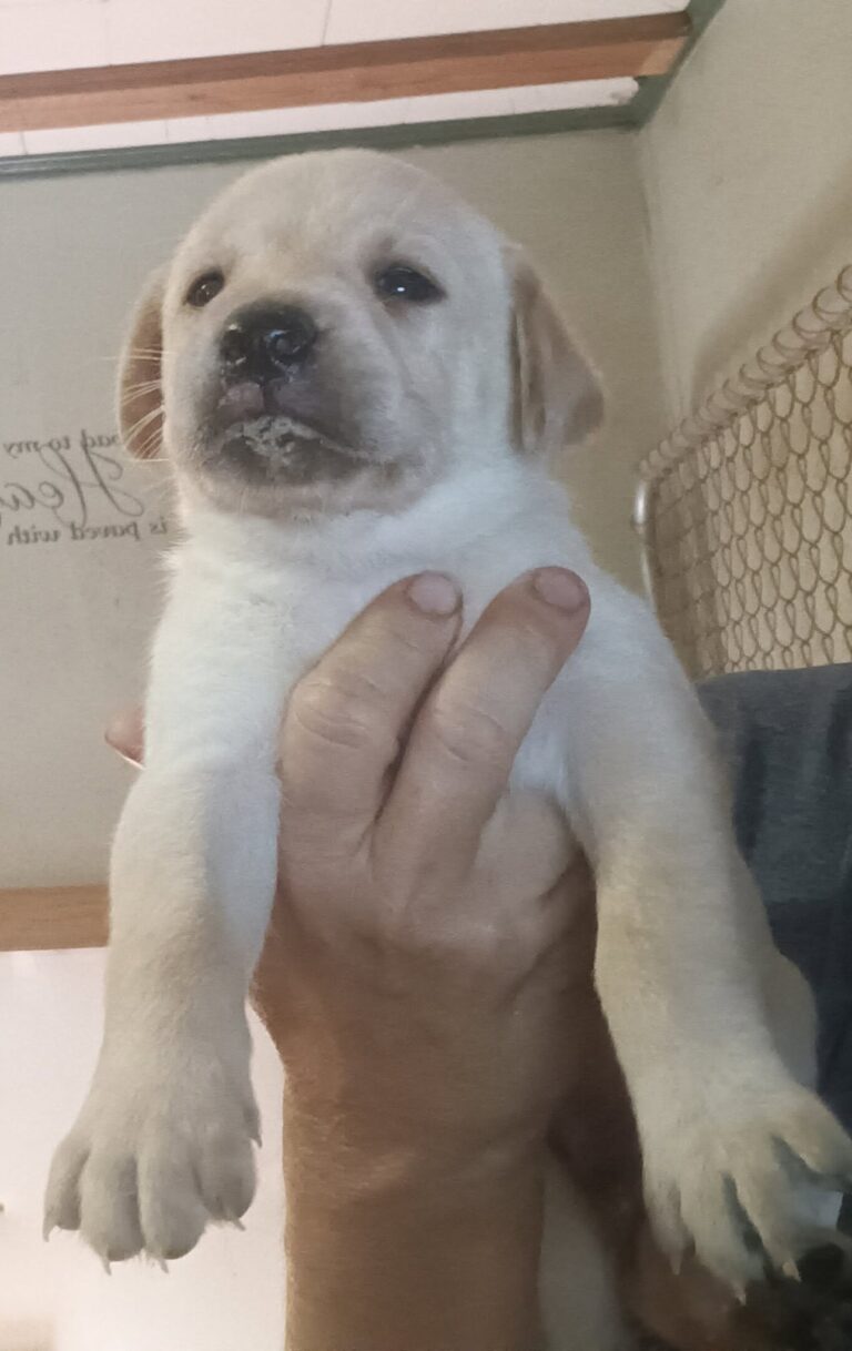 Labrador Retriever