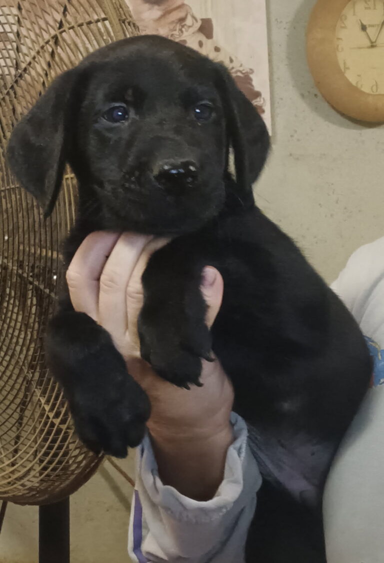 Labrador Retriever