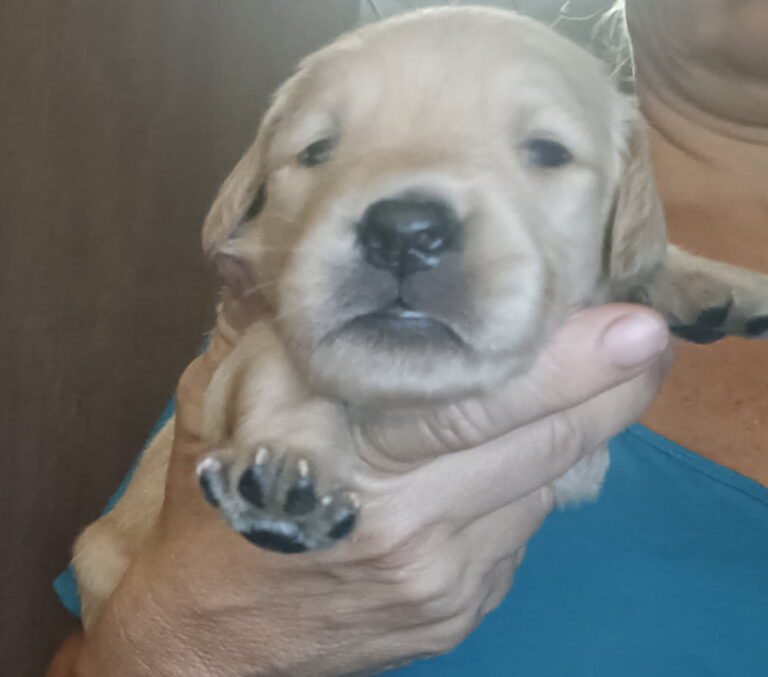 Golden Retrievers