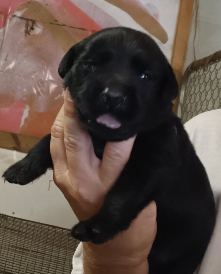 Labrador Retriever