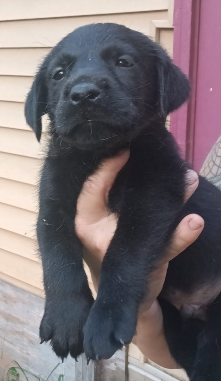 Labrador Retriever
