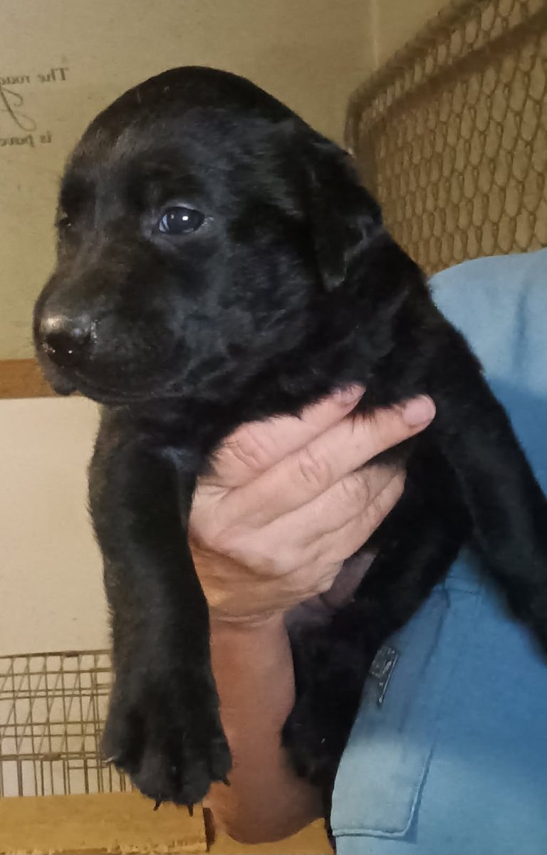 Labrador Retriever
