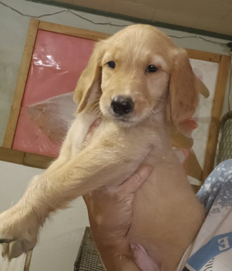 Golden Retrievers